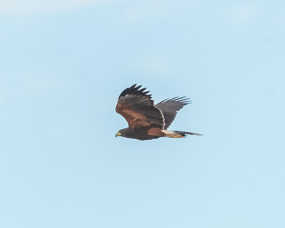 Harris's Hawk - ML620361536