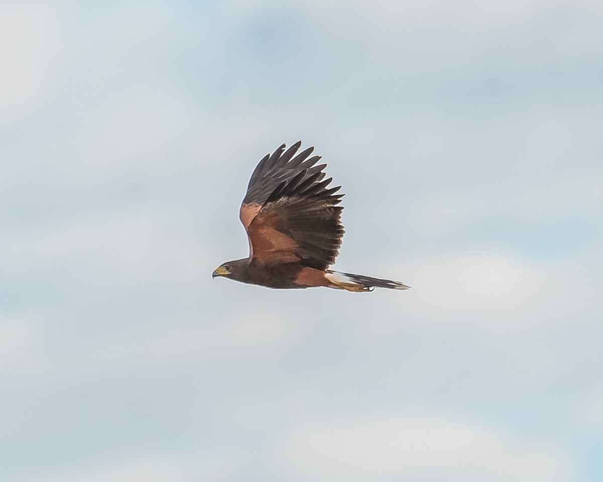 Harris's Hawk - Ricardo Rojas Arguedas