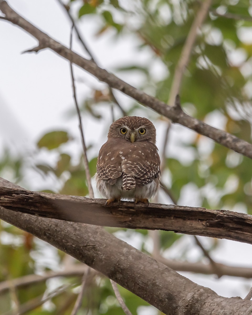 Ferruginous Pygmy-Owl - ML620361541