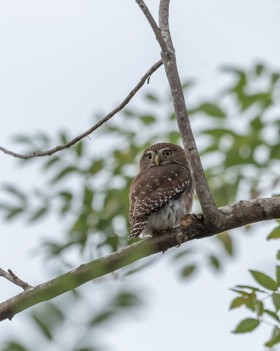 Ferruginous Pygmy-Owl - Ricardo Rojas Arguedas