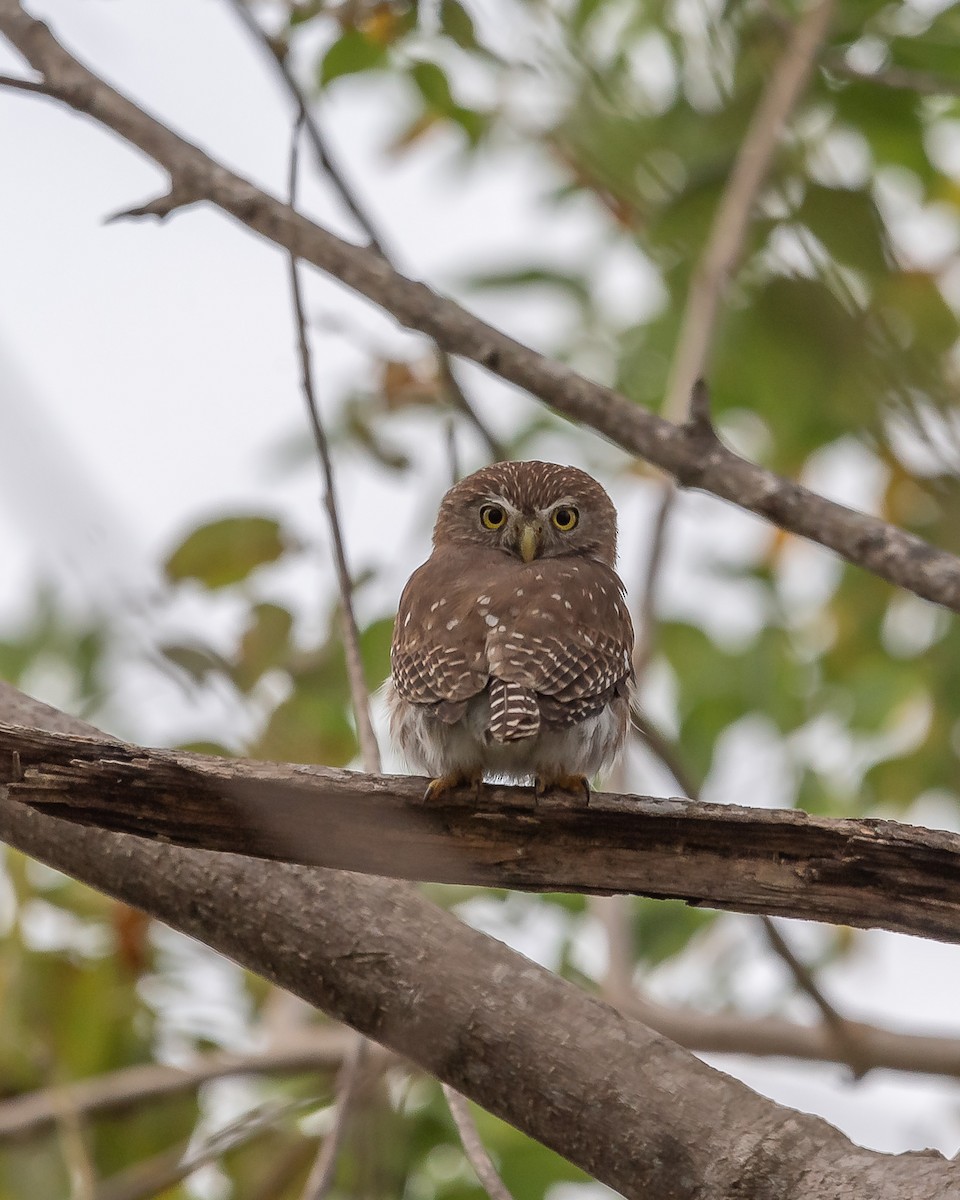Ferruginous Pygmy-Owl - ML620361543