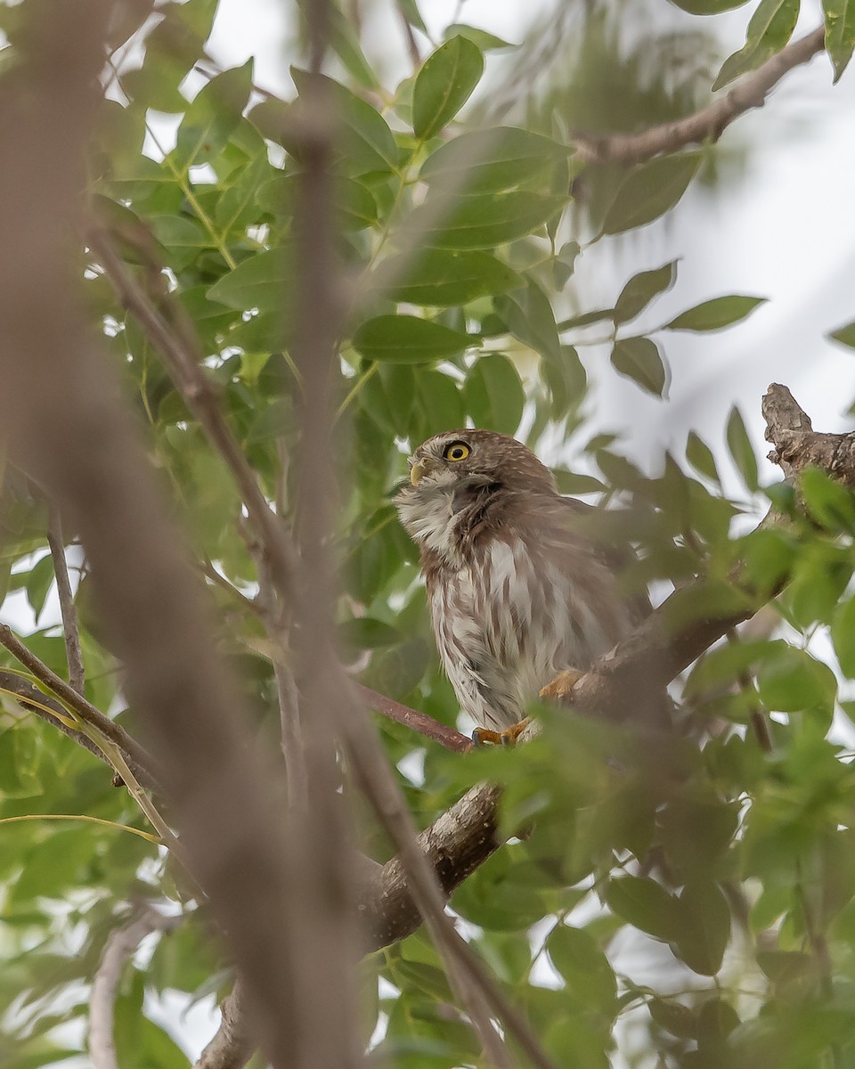 Ferruginous Pygmy-Owl - ML620361544