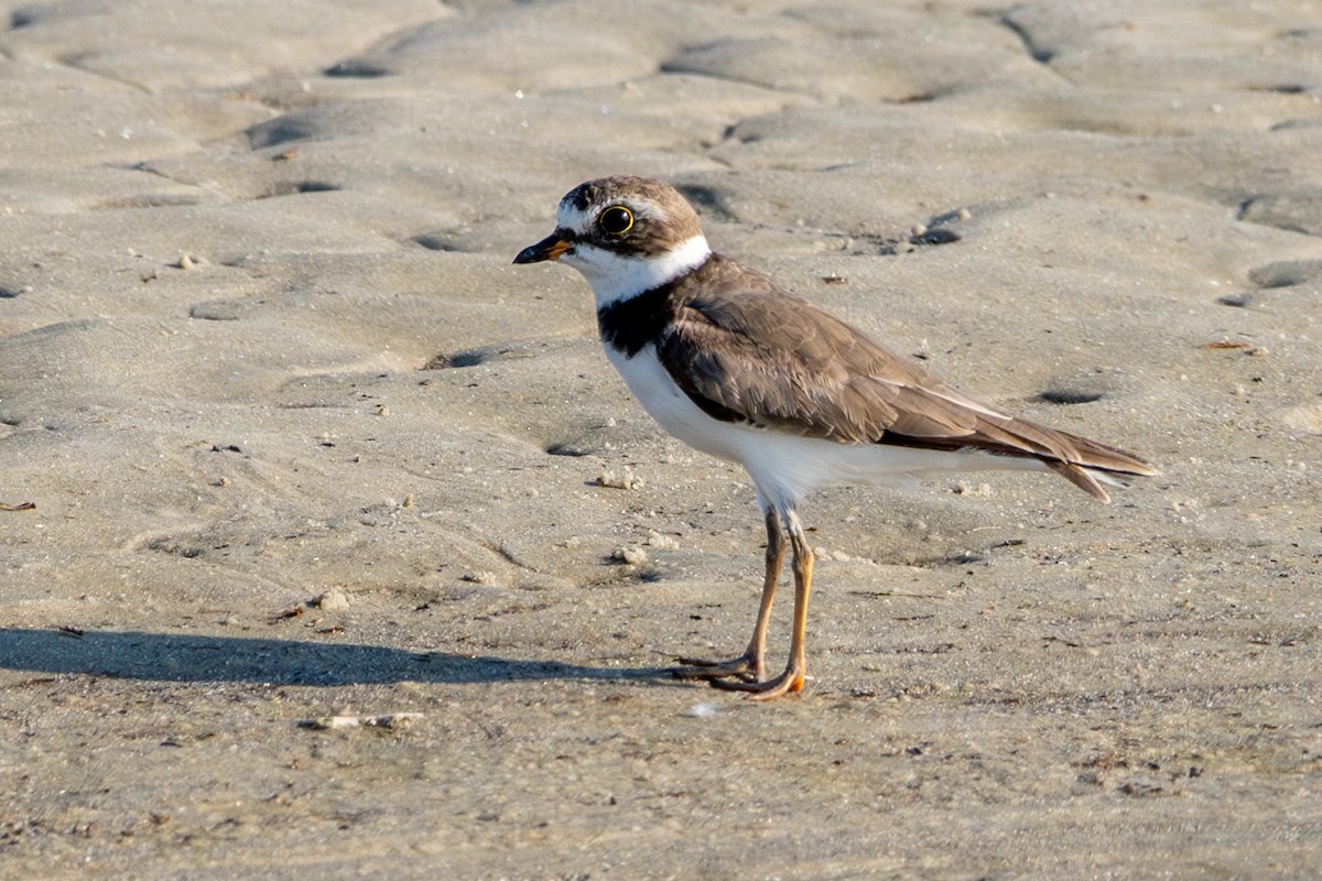 Semipalmated Plover - ML620361547