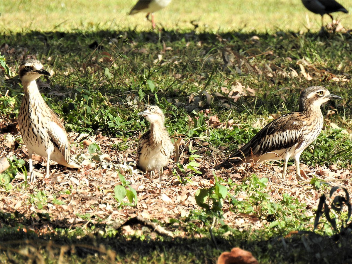 Bush Thick-knee - ML620361549