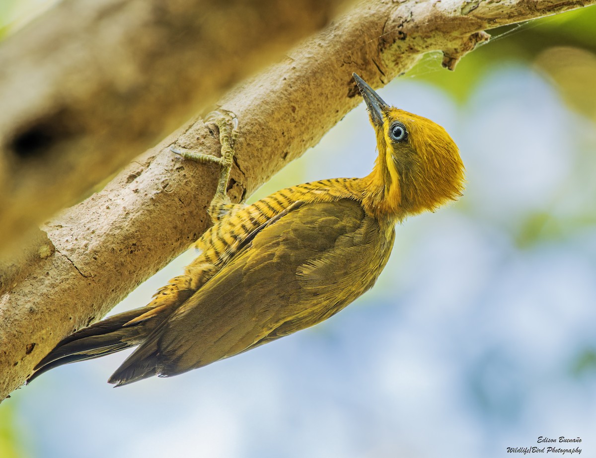 Golden-green Woodpecker - ML620361564