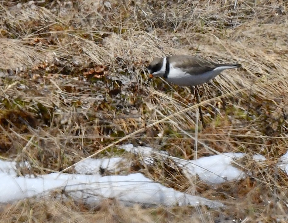 Semipalmated Plover - ML620361576