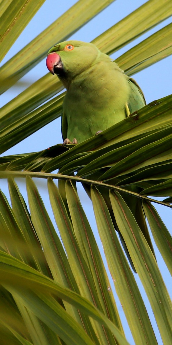 Yeşil Papağan - ML620361592