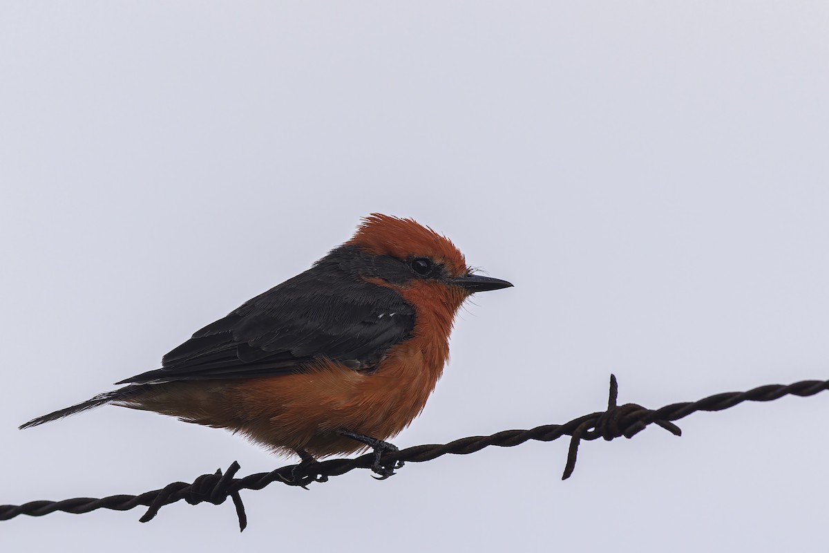 Vermilion Flycatcher - ML620361600