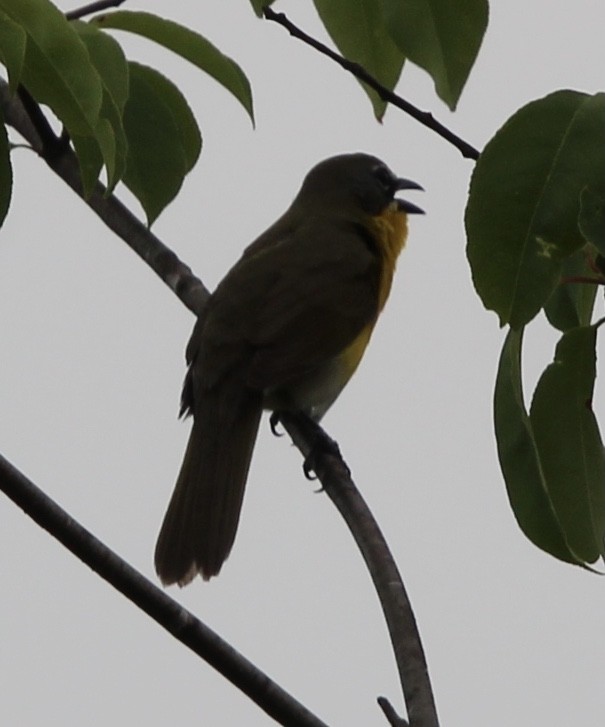 Yellow-breasted Chat - ML620361607