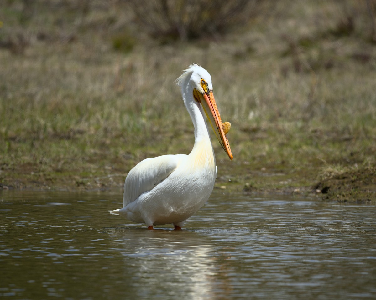 pelikán severoamerický - ML620361613