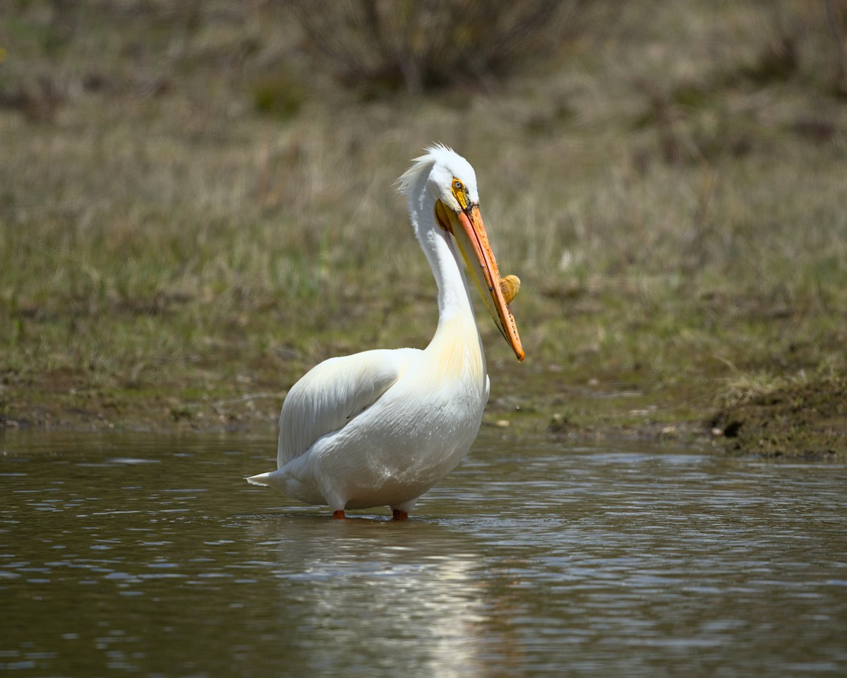 American White Pelican - ML620361613