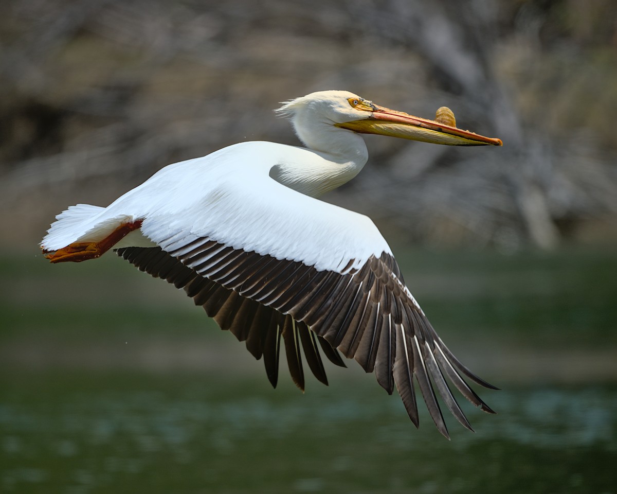 American White Pelican - ML620361614