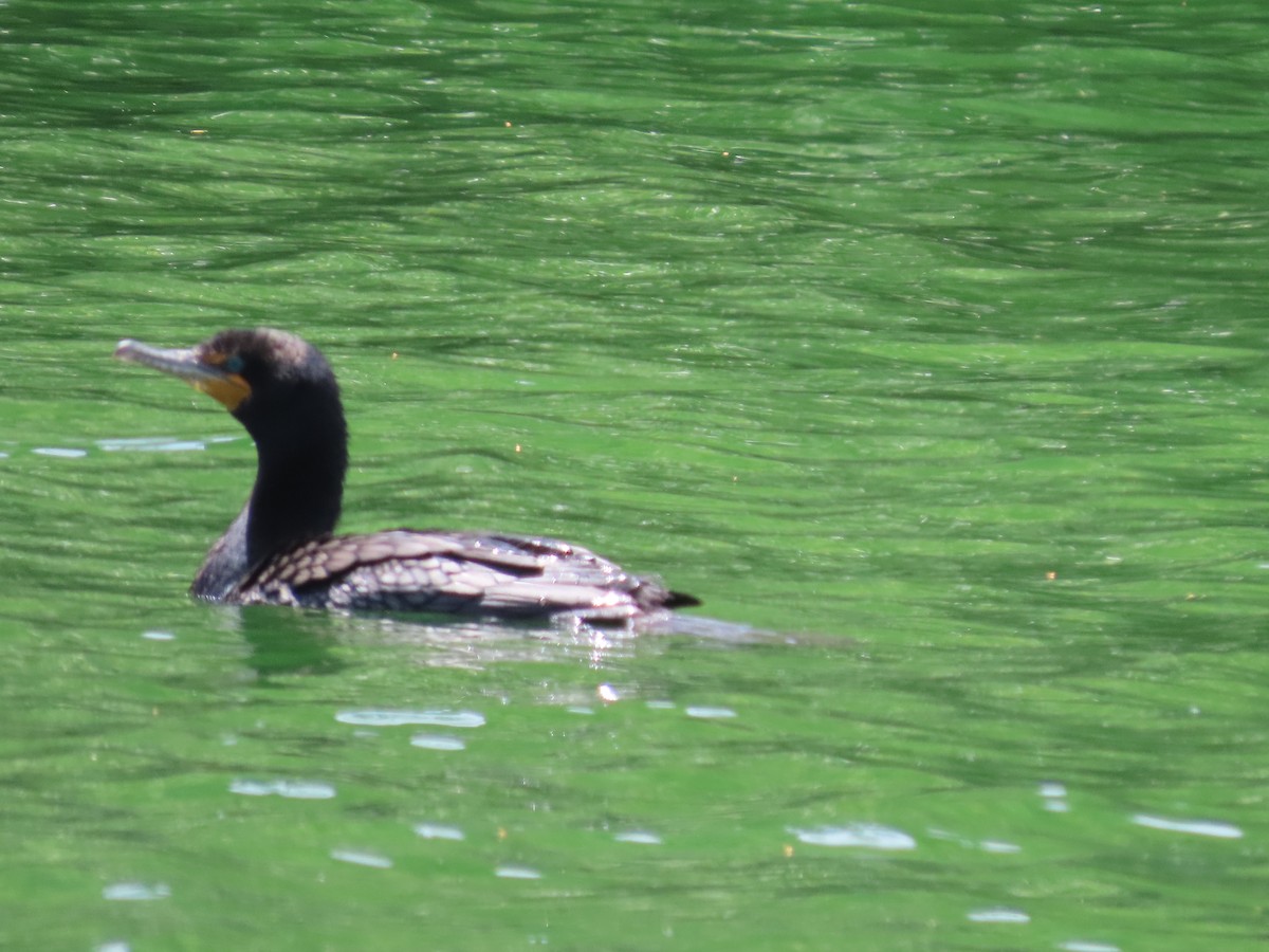 Double-crested Cormorant - ML620361620