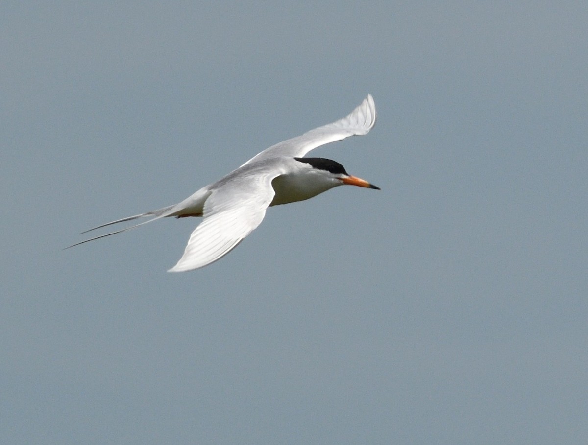 Forster's Tern - ML620361623