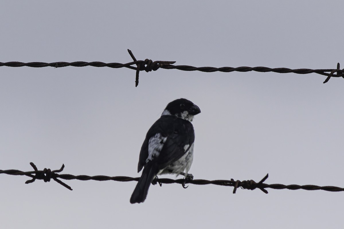 Variable Seedeater - ML620361624