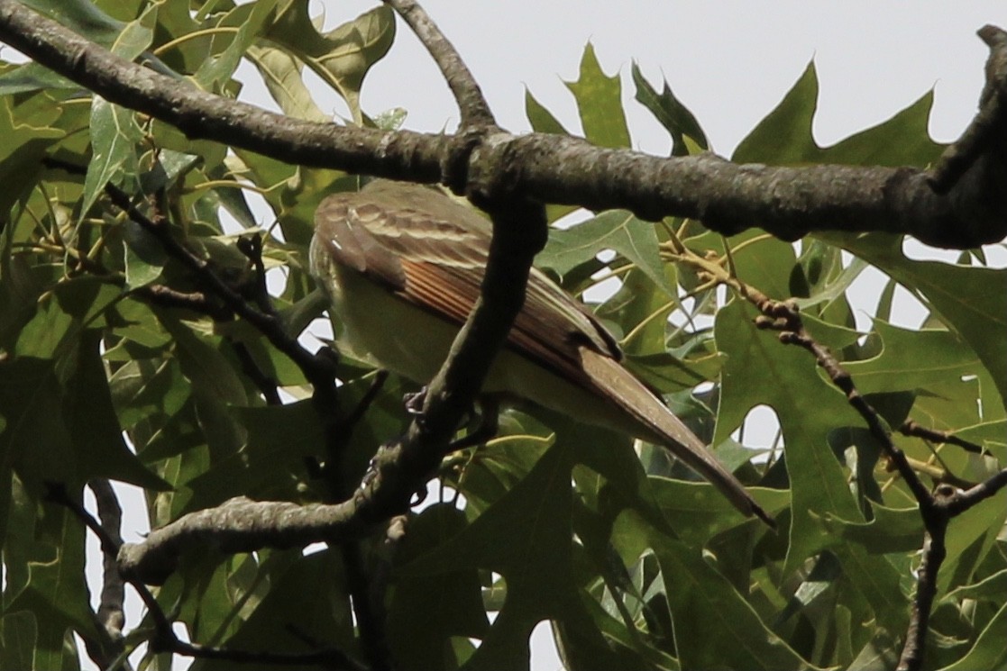 Great Crested Flycatcher - ML620361631
