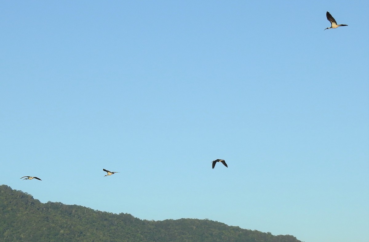 ibis slámokrký - ML620361634