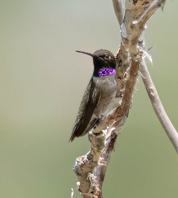 Black-chinned Hummingbird - ML620361641