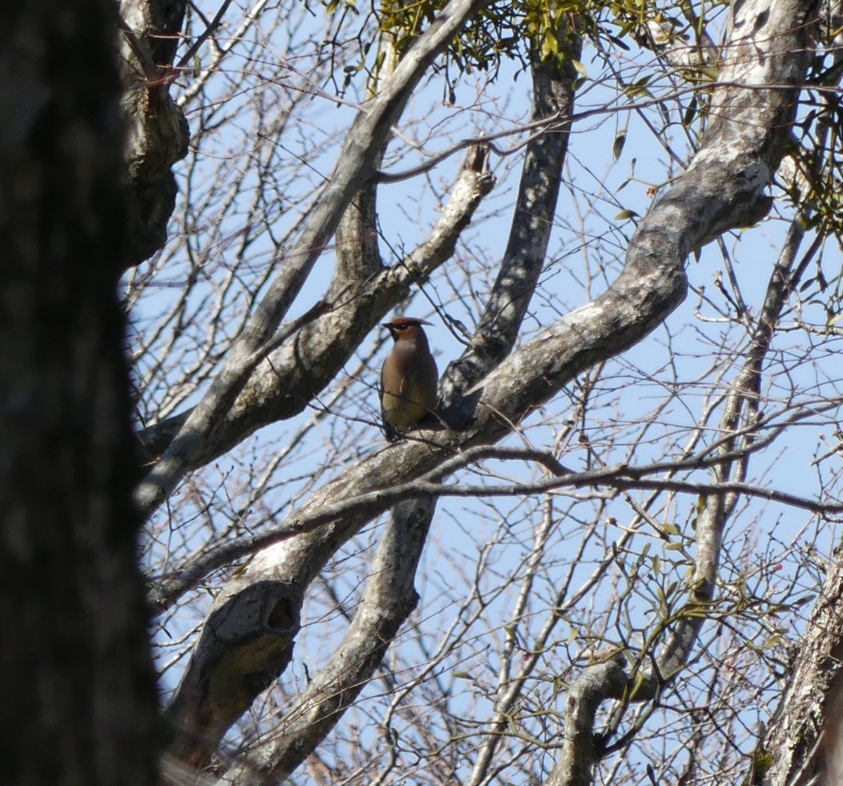 Japanese Waxwing - ML620361643