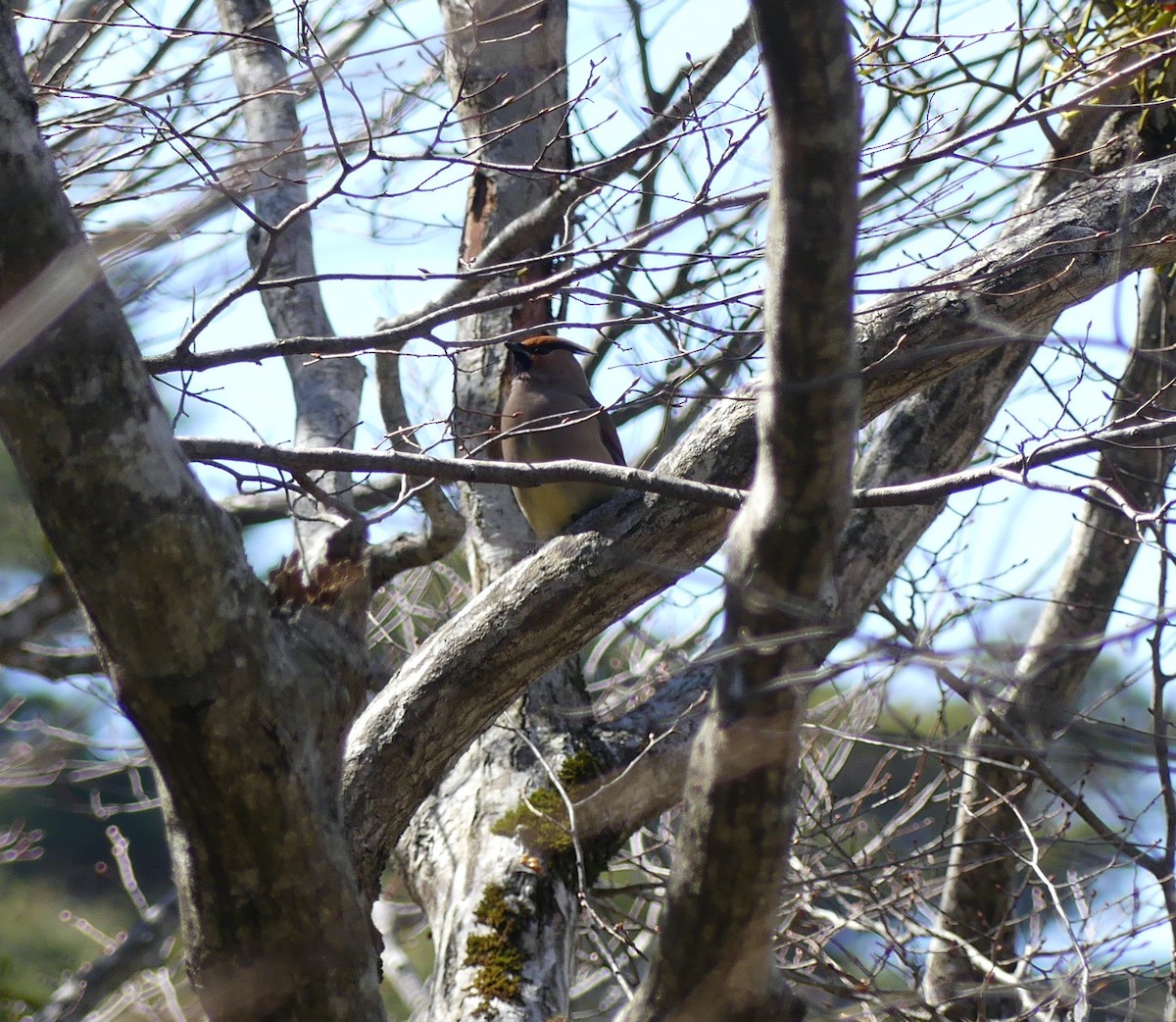 Japanese Waxwing - ML620361644