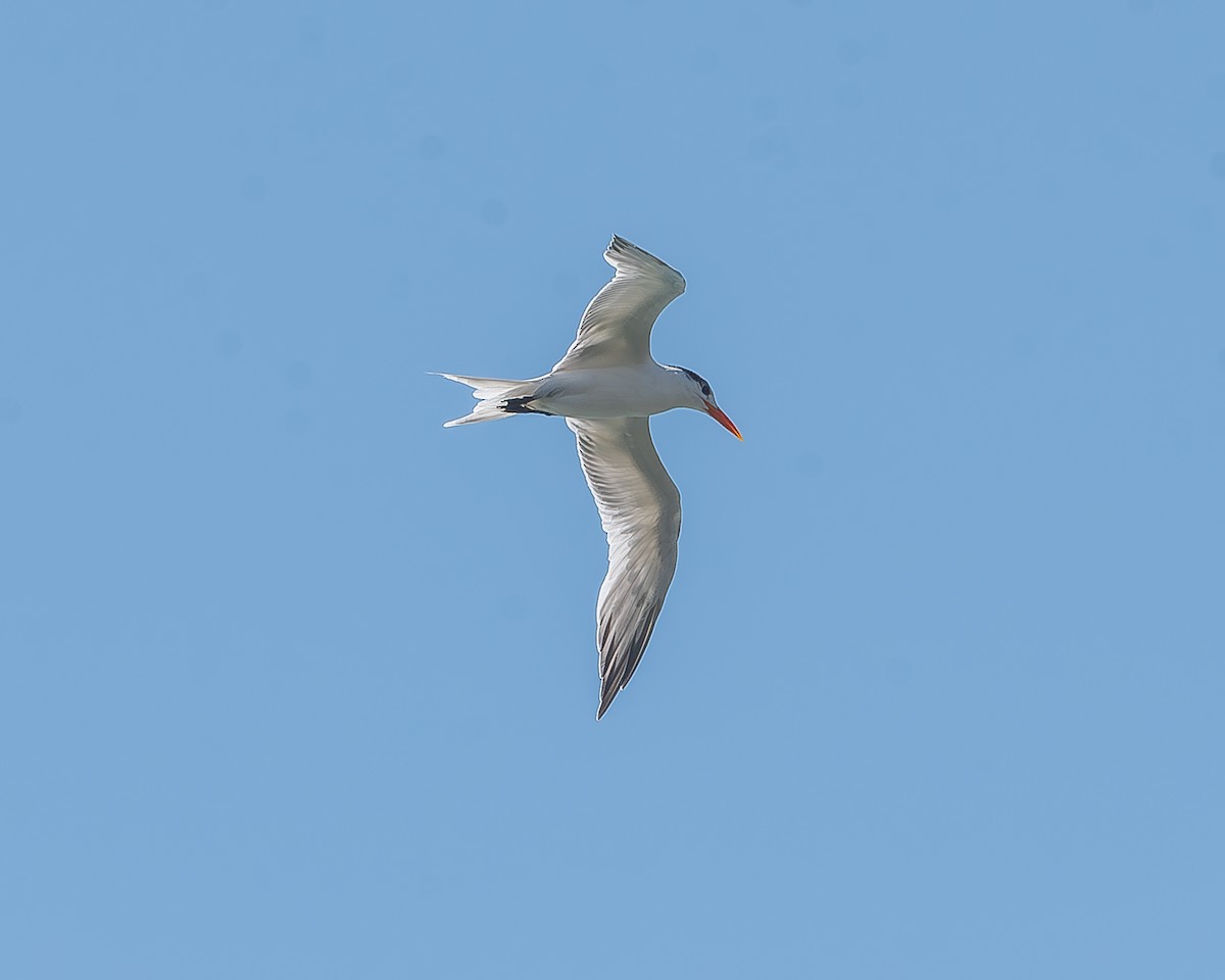 Royal Tern - ML620361651