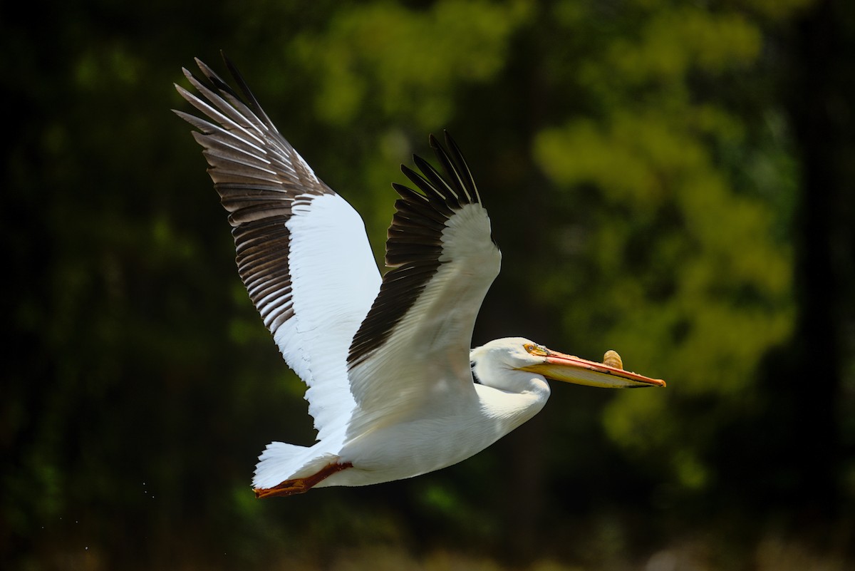 American White Pelican - ML620361652