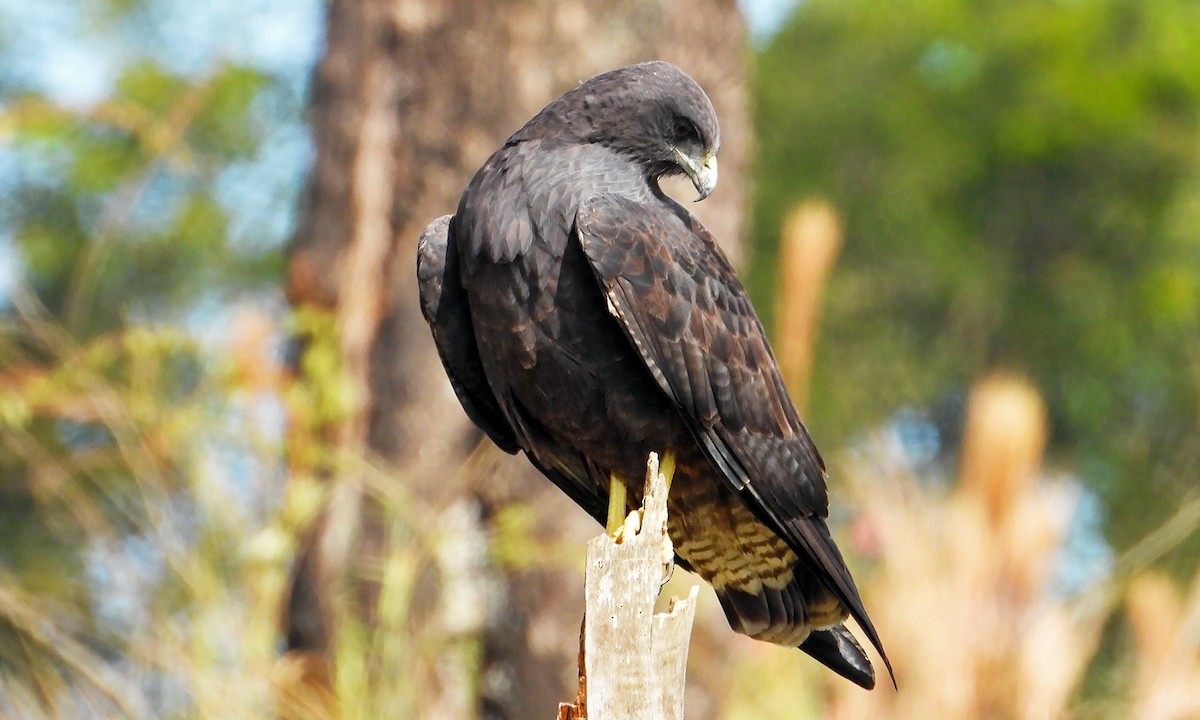 White-tailed Hawk - ML620361669