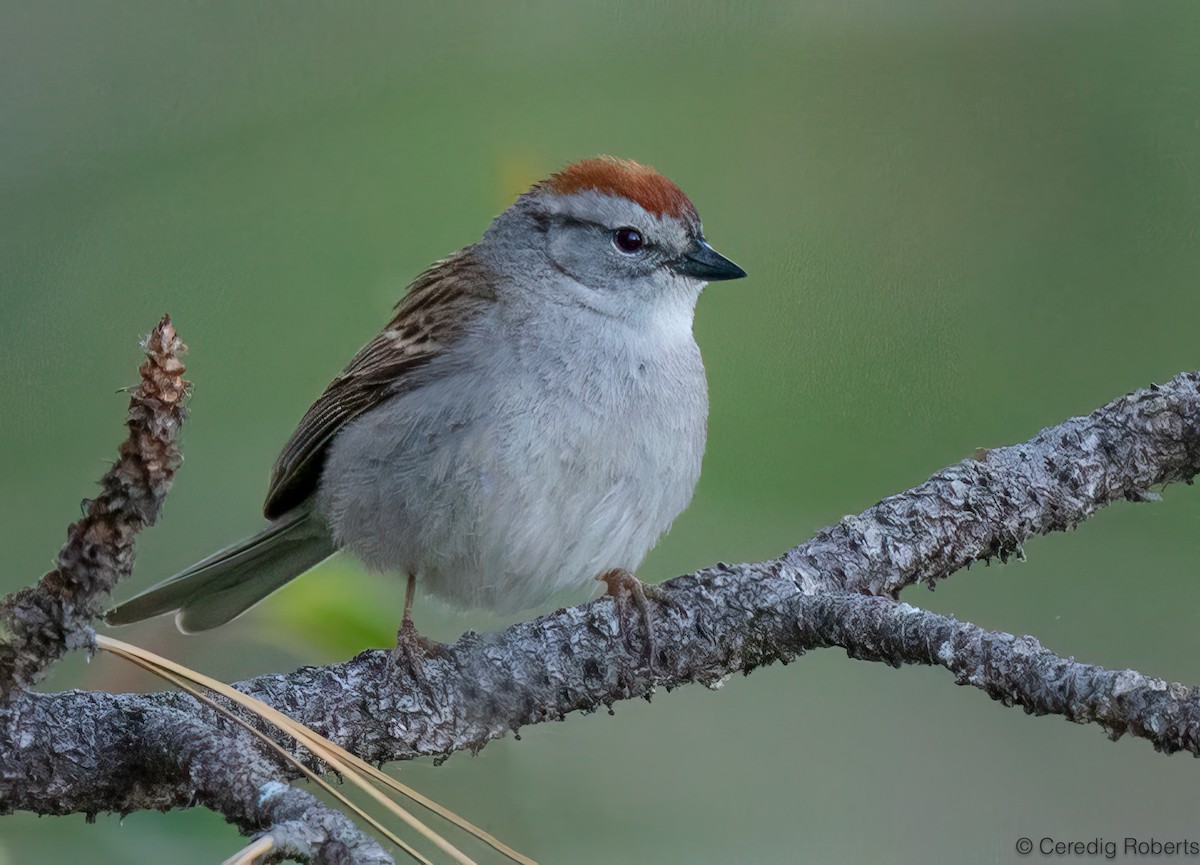 Chipping Sparrow - ML620361670