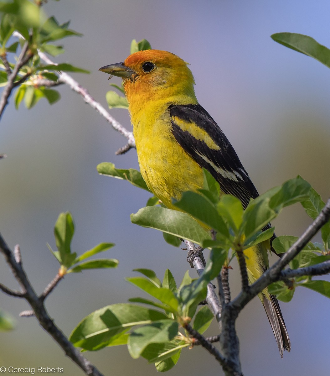 Western Tanager - ML620361671