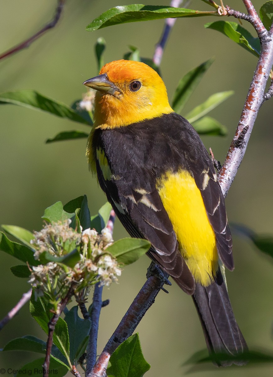 Western Tanager - ML620361672