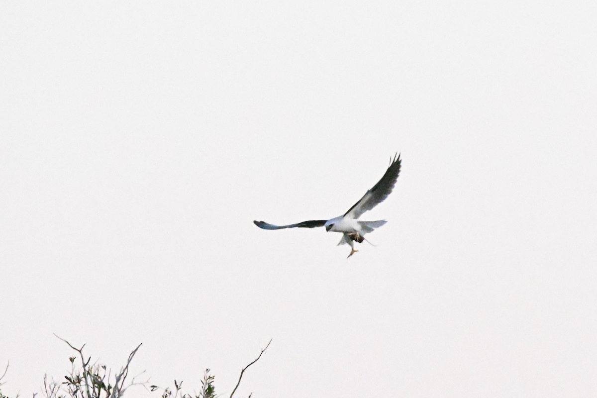 Black-shouldered Kite - ML620361700