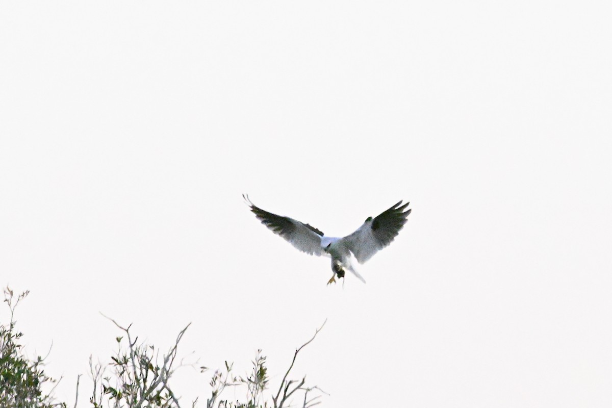 Black-shouldered Kite - ML620361703