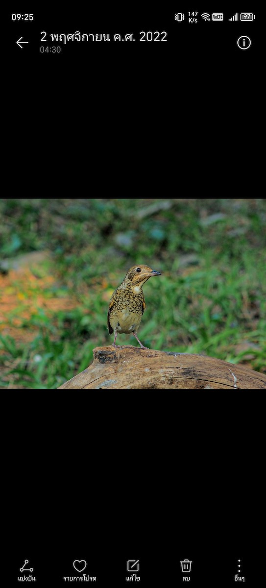 White-throated Rock-Thrush - ML620361715