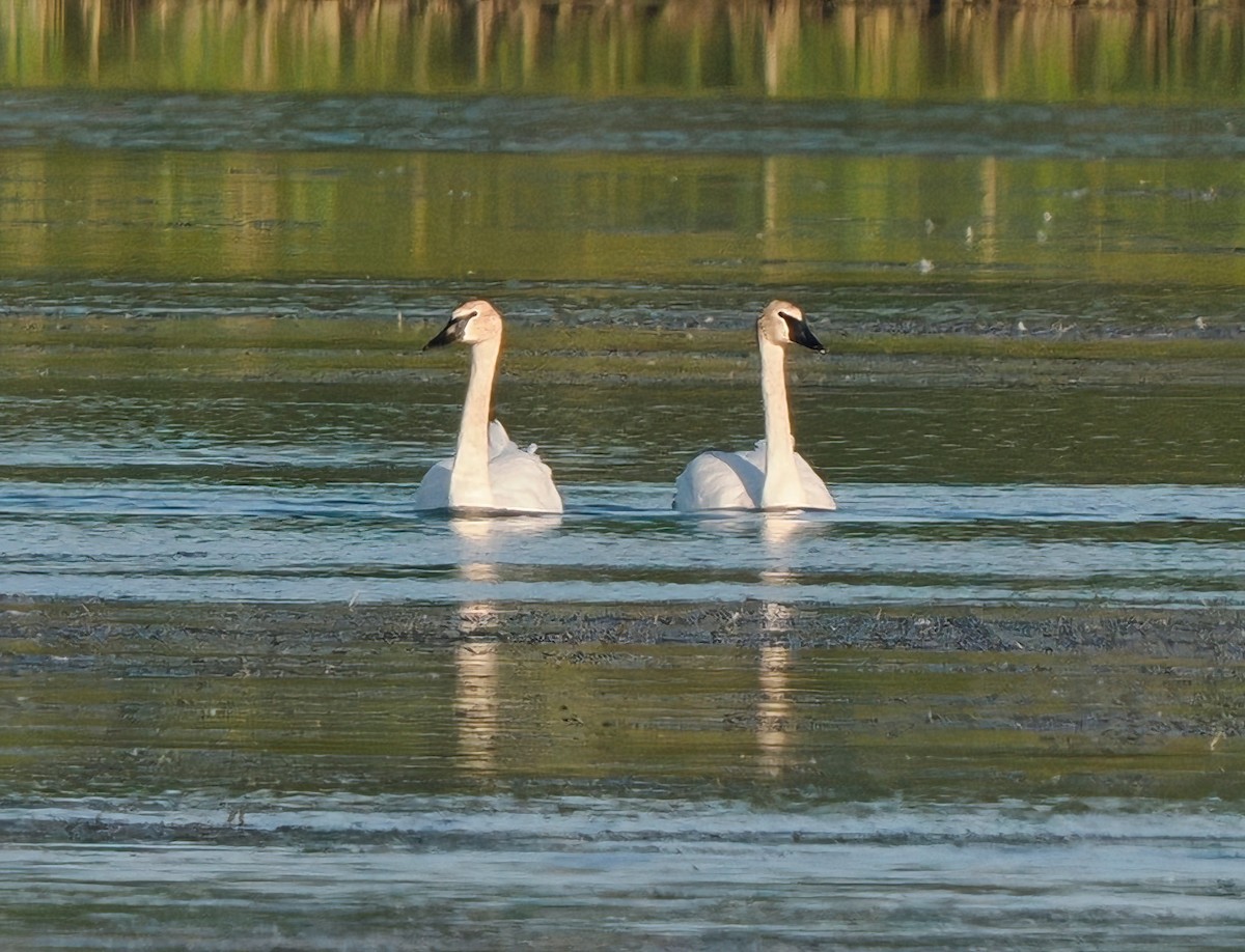 Trumpeter Swan - ML620361718