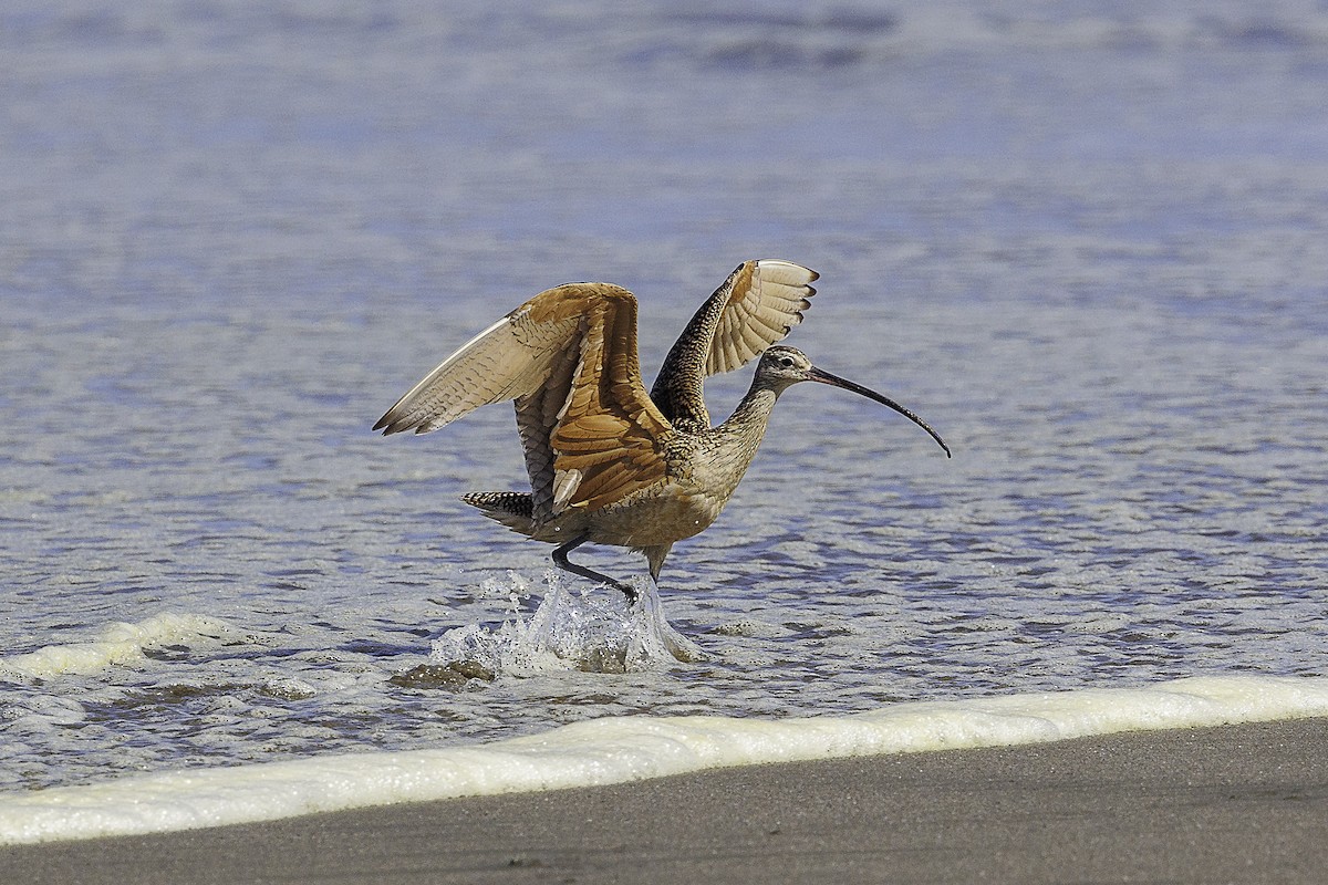 Long-billed Curlew - ML620361720