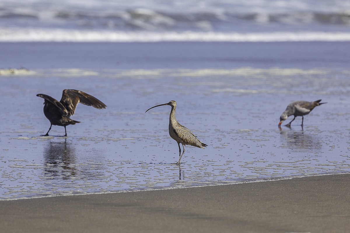 Long-billed Curlew - ML620361721