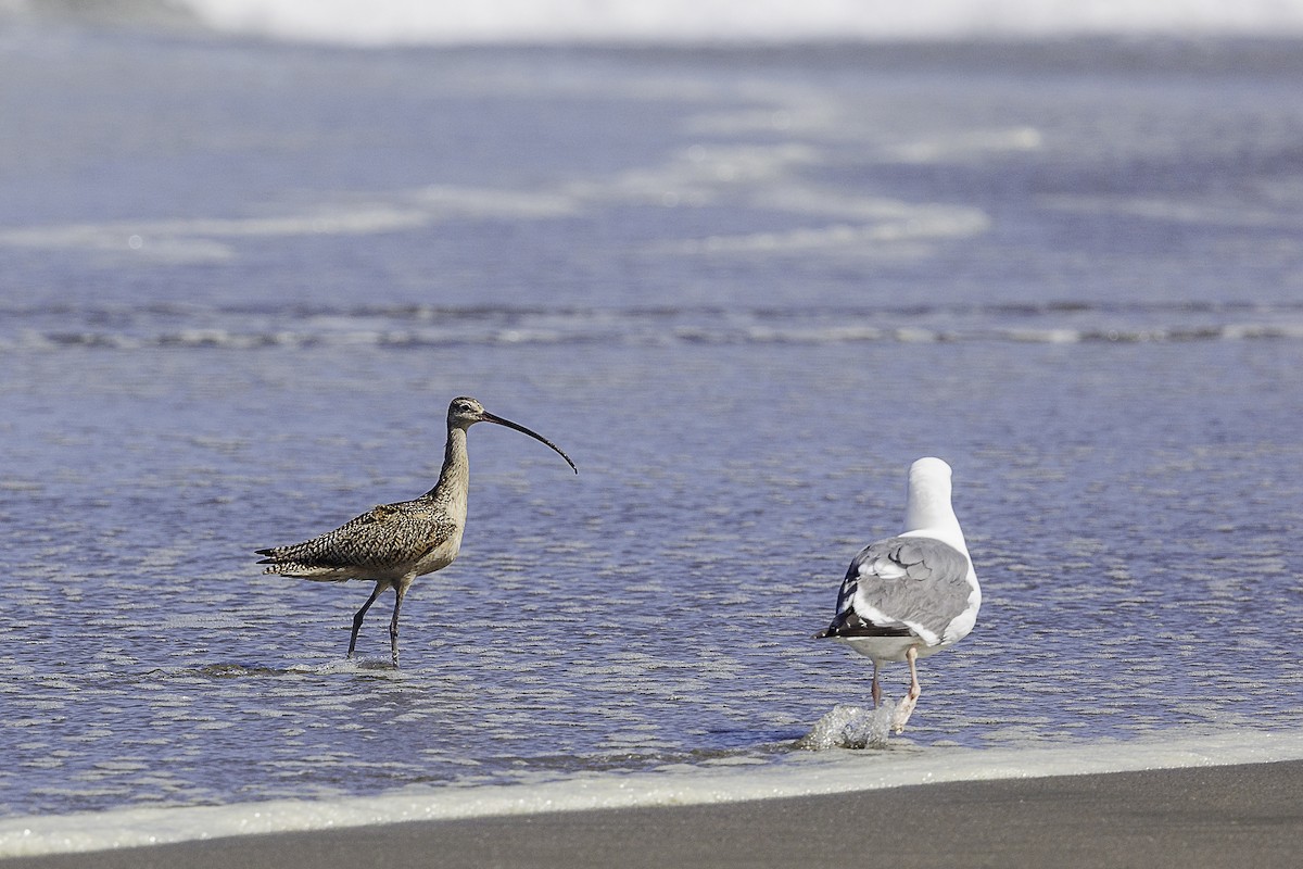 Long-billed Curlew - ML620361722