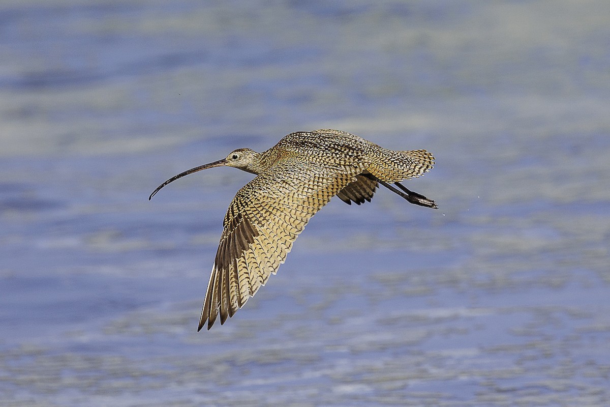 Long-billed Curlew - Cathy Beck