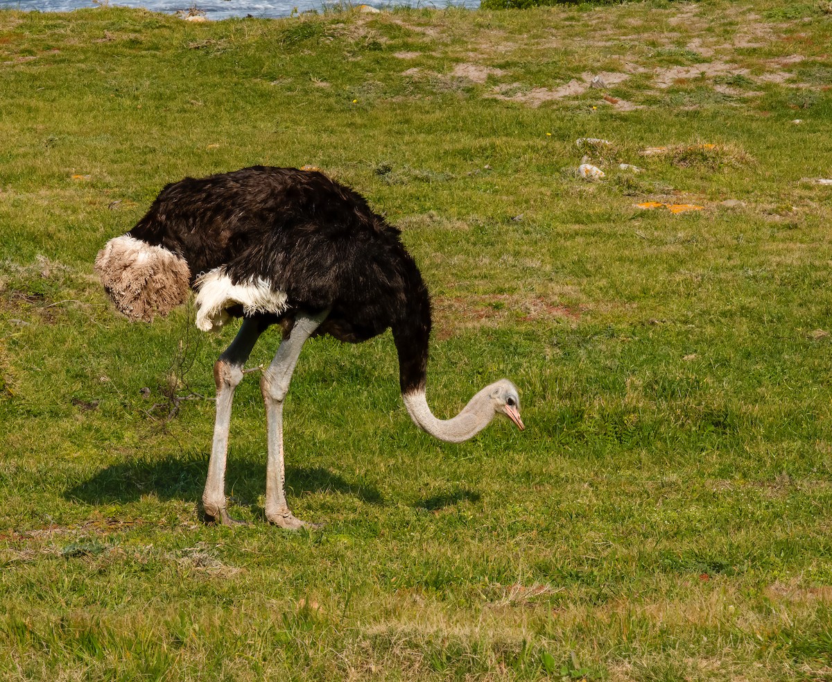 Common Ostrich - ML620361735