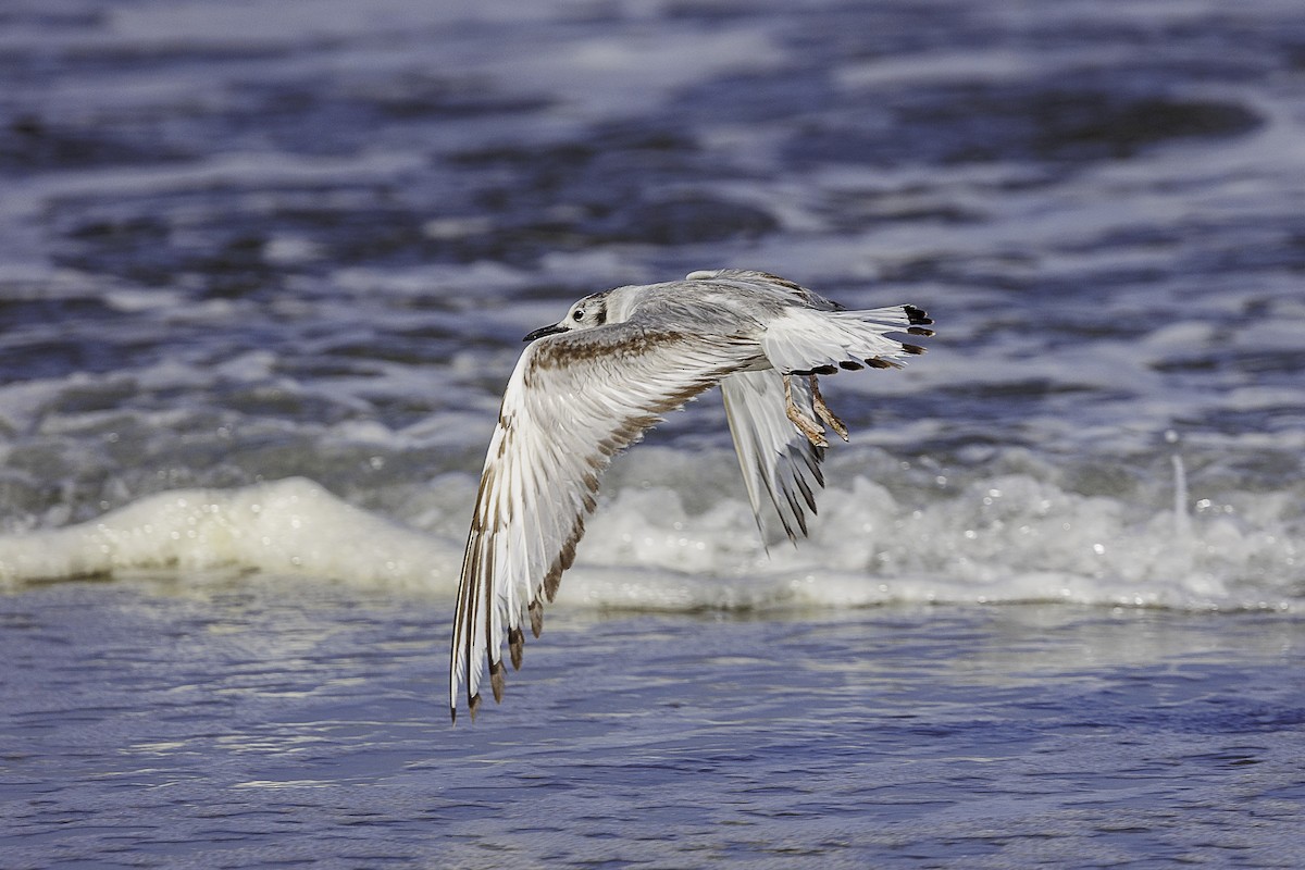 Bonaparte's Gull - ML620361737