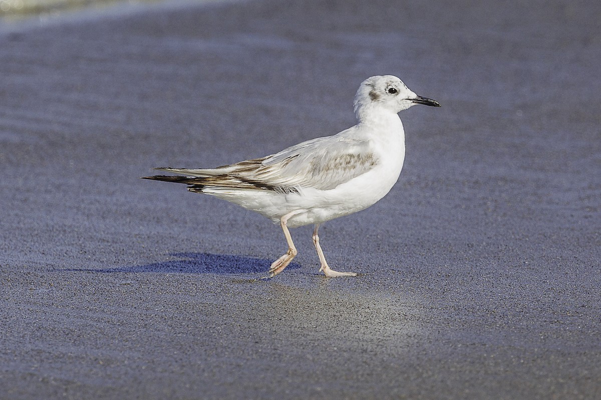 Bonaparte's Gull - ML620361738