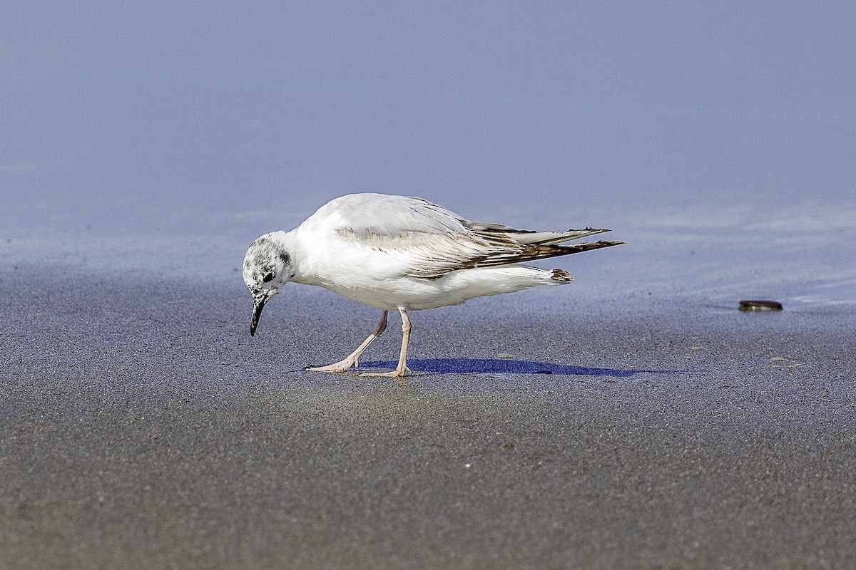 Bonaparte's Gull - ML620361739