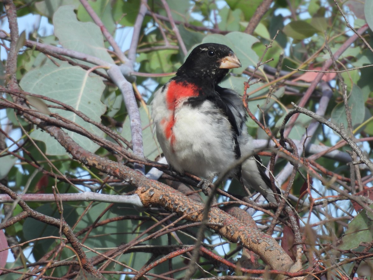 Rose-breasted Grosbeak - ML620361757