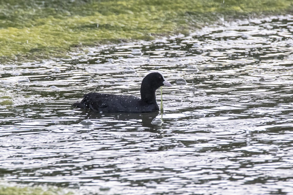 Eurasian Coot - ML620361773