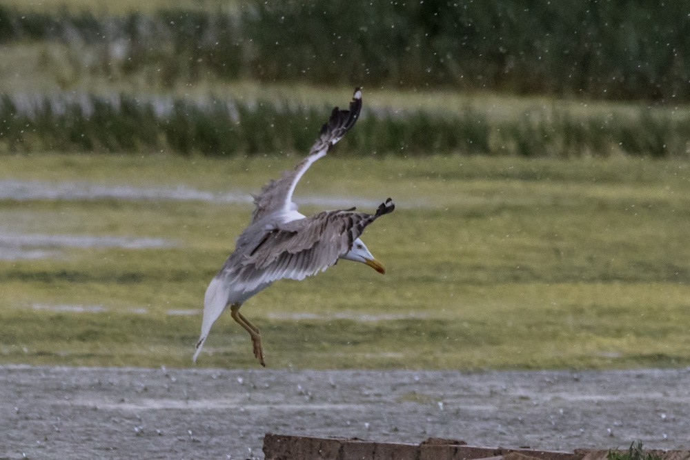 Yellow-legged Gull - Jean-Guy Papineau