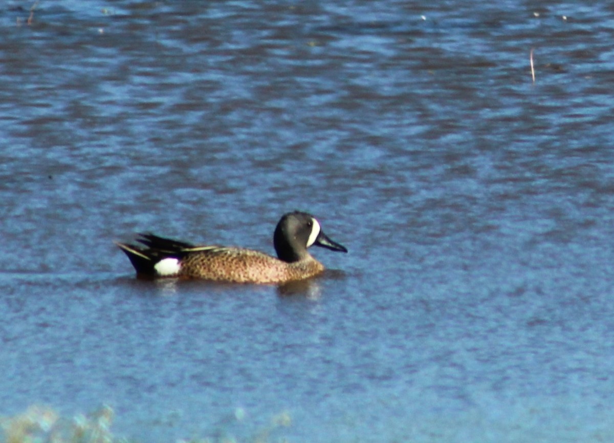 Blue-winged Teal - ML620361778
