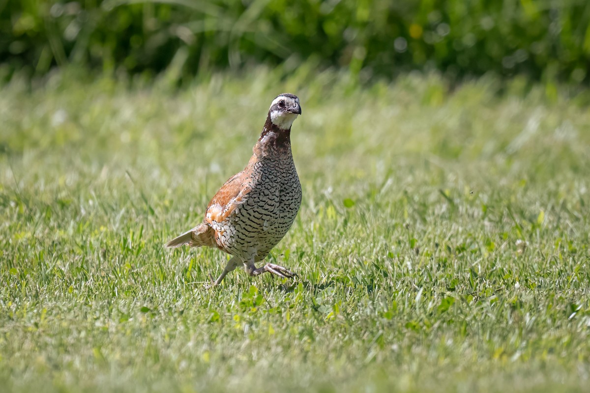 Northern Bobwhite - ML620361789