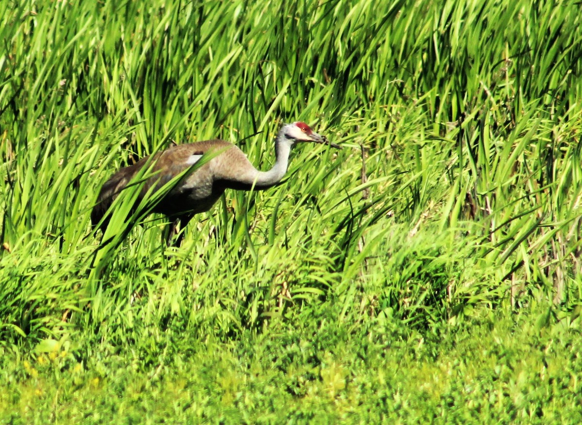 Grulla Canadiense - ML620361792