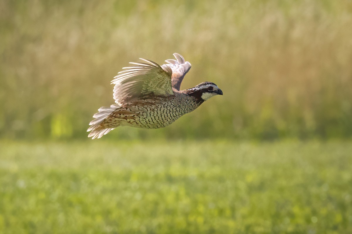 Northern Bobwhite - ML620361795