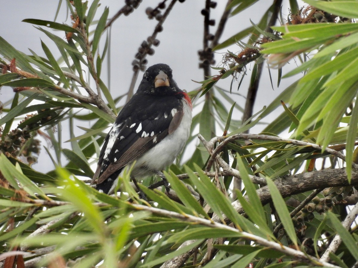 Rose-breasted Grosbeak - ML620361798